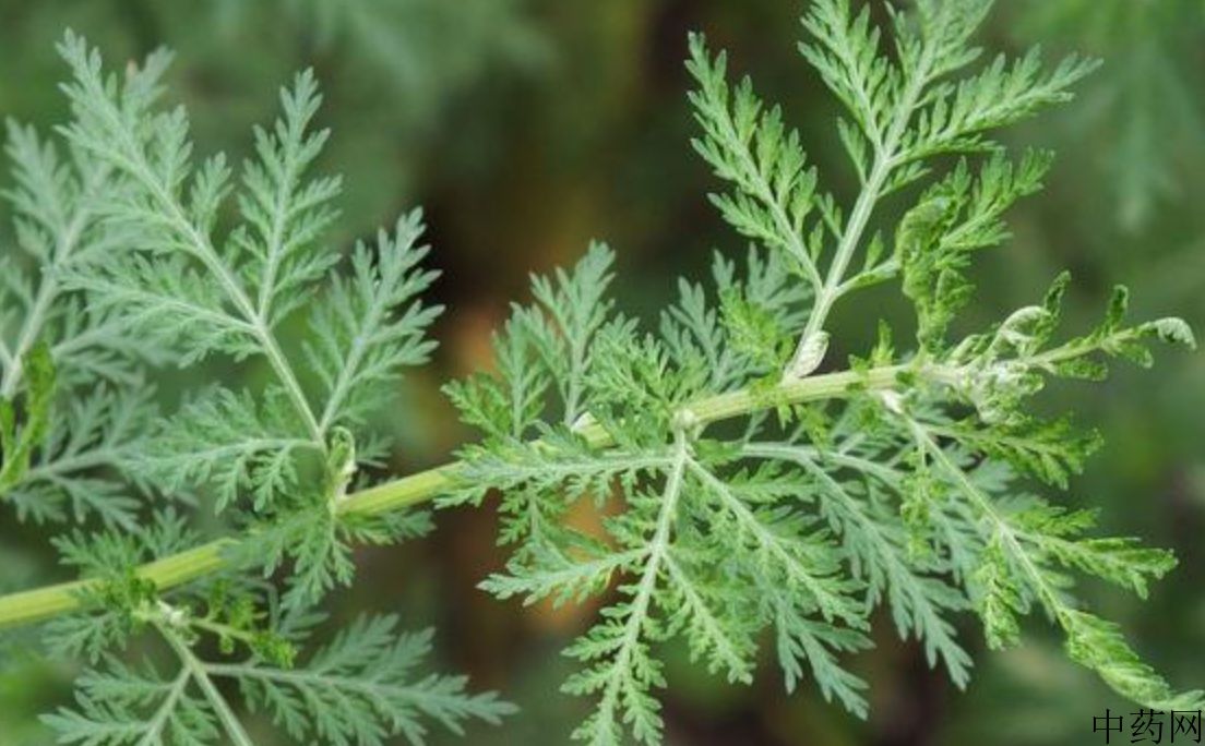 青蒿植物形态