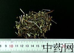 YP-半枝莲-0.JPG