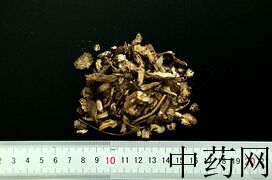 YP-白头翁-0.JPG