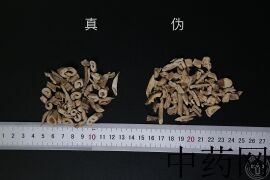 YP-白鲜皮-3.JPG