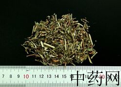 YP-萹蓄-0.JPG