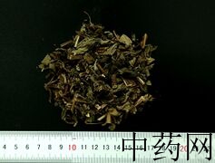 YP-薄荷-0.JPG