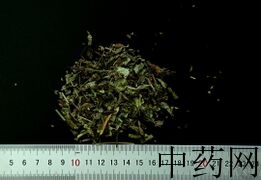 YP-车前草-0.JPG