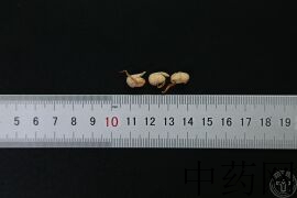 YP-大豆黄卷-1.JPG