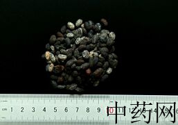 YP-淡豆豉-0.JPG