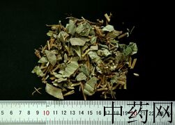 YP-广金钱草-0.JPG