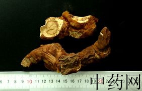 YP-狗脊-1.JPG