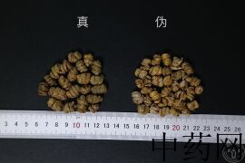 YP-铁皮石斛-1.JPG