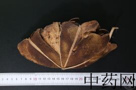 YP-化橘红-3.JPG