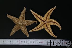 海星功效