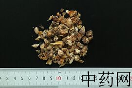 YP-薤白-0.JPG