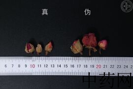 YP-月季花-1.JPG