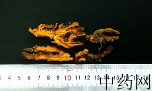 YP-黄连-1.JPG