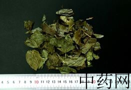 YP-淫羊藿-0.JPG