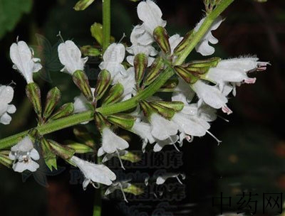 花茎状丹参原植物