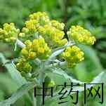 鼠曲草原植物