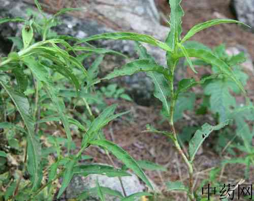 蚕茧草原植物