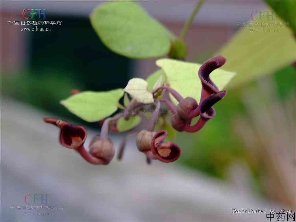 通城虎原生态