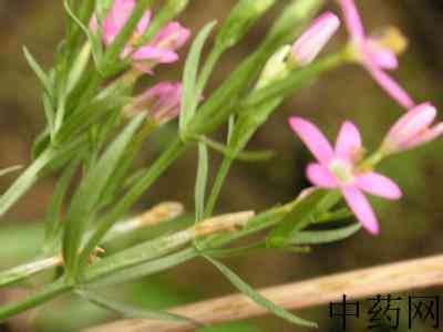 埃蕾原植物