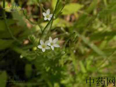 植物-埃蕾