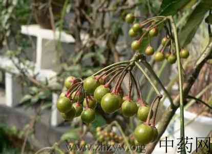 矮茎朱砂根原植物