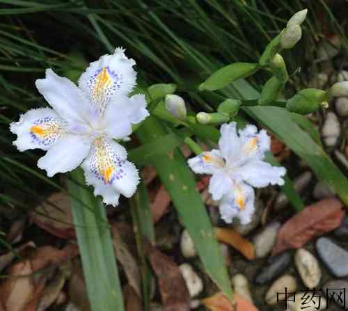 白花射干原植物