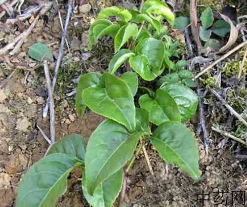 白竻薳原植物