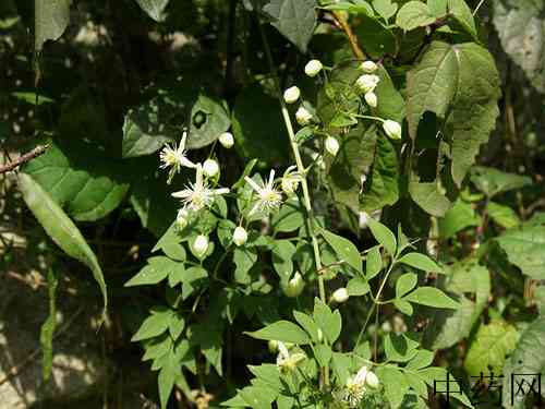 风藤草根