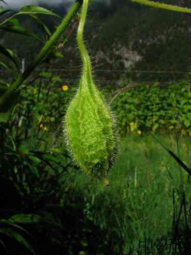 波棱瓜原植物