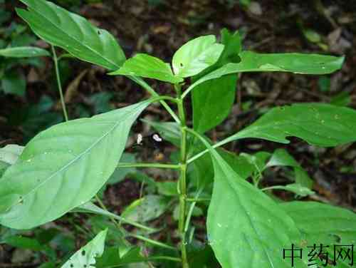 驳骨草原生态