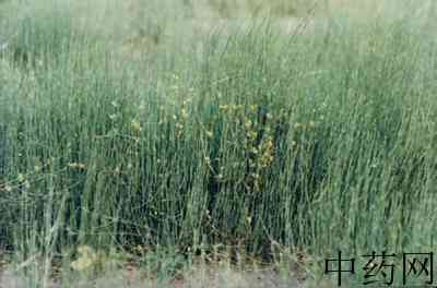 麻黄根原植物