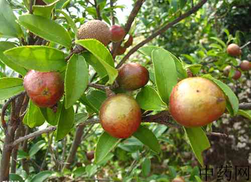 油茶子原形态