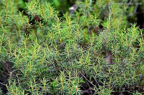 细叶杜香原植物