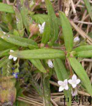 矮人陀原植物