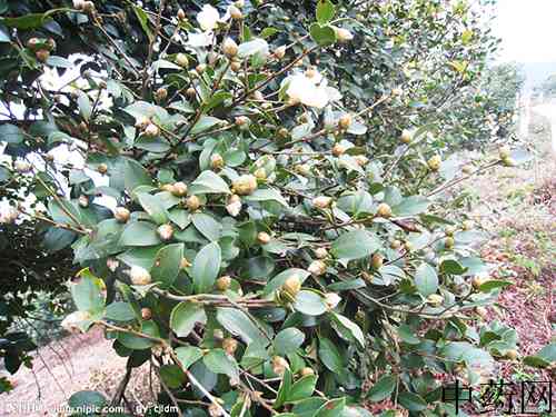 油茶花原生态