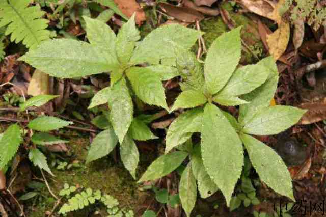 紫花茄原生态