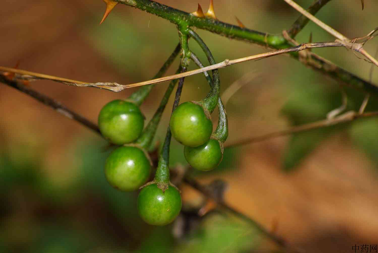 紫花茄根