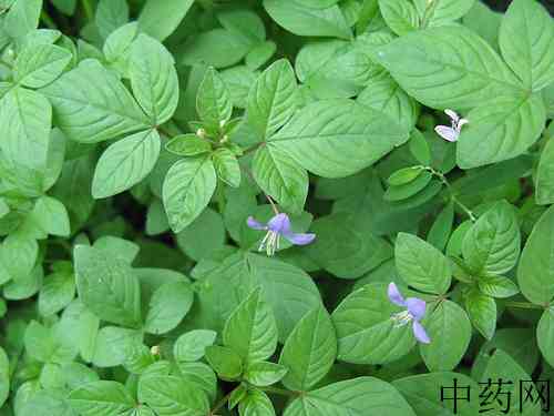 白花菜原植物