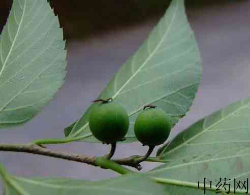 糙叶树原生态